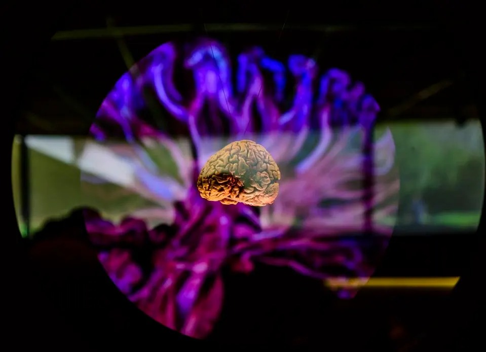Can We Slice Up A Brain To See How Neural Networks Should Work