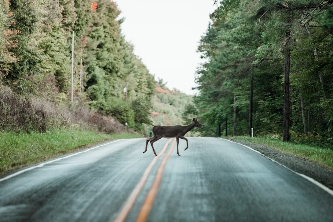 Revolutionary AI: Tech Prevents Animal Collisions | Justo Global
